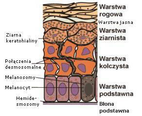 Skra-budowa skry